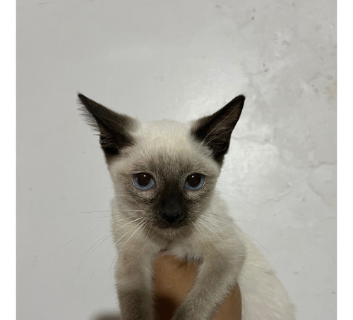 Siames, Gatitos