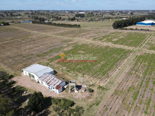 Imagen 3 de 16 de Campo, 7 Has, Cno Mendoza, Quinta En Producción Con Frente A Dos Caminos