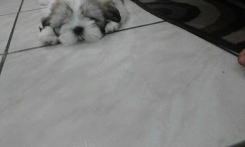 Filhote Shih Tzu