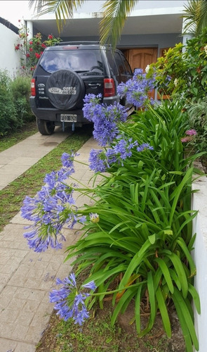 Agapanthus Agapanto Lirio Africano Azul Mediano Z/ Floresta