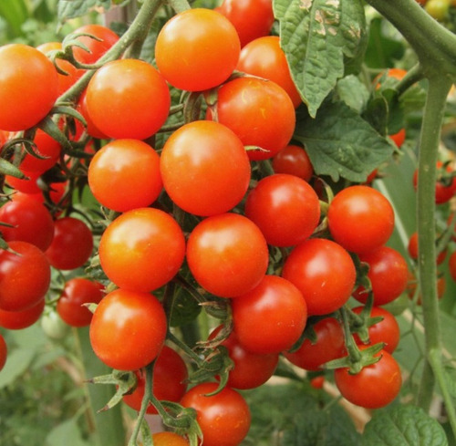100 Semillas De Tomate Cherry Rojo + Instructivo