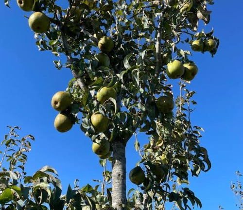 Pera D'anjou Enana Para Huerta Máximo 2 Metros Arbolito Raro