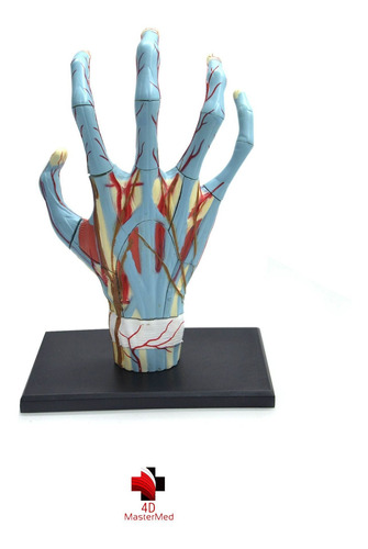 Modelo Do Corpo Humano - Mão - 4d Master