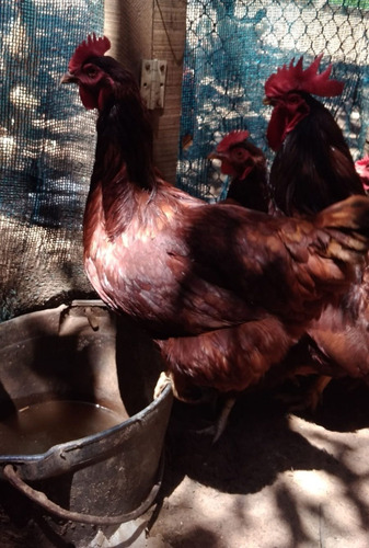 Imagen 2 de 5 de Huevos Fértiles Rhode Island Red