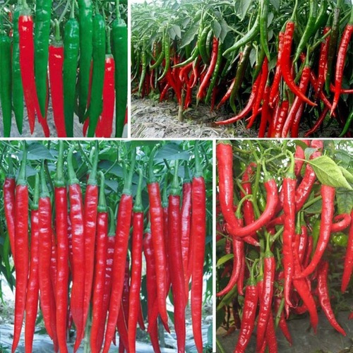 150 Sementes Pimenta Caynna Alongada.