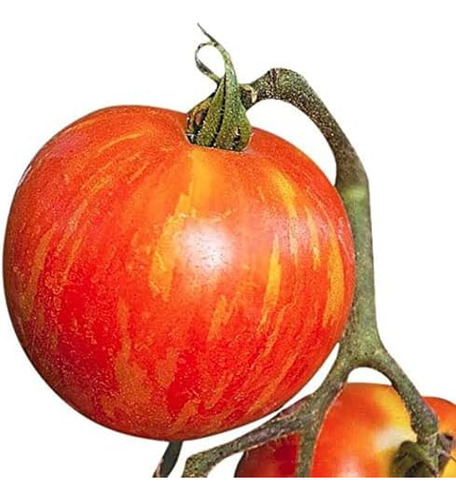 Mr. Stripey Tomato Seeds - Tomate Grande - Uno De Los Tomate