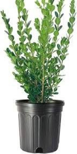 Buxus Planta Envase 10 Litros