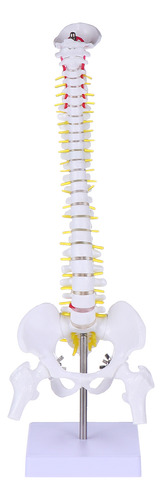 Training Spine Model Para Todo El Cuerpo