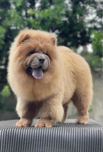 Filhotes De Chow Chow