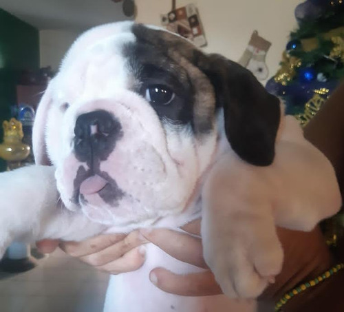 Imagen 2 de 5 de Cachorra Bulldog Ingles Con Certificado De Registro Fcv