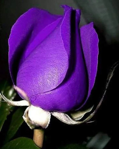 Semillas De Rosa Púrpura Aromática 