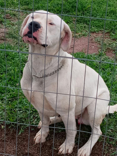 Filhotes De Dogo Argentino