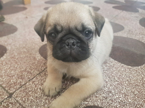 Cachorro Pug