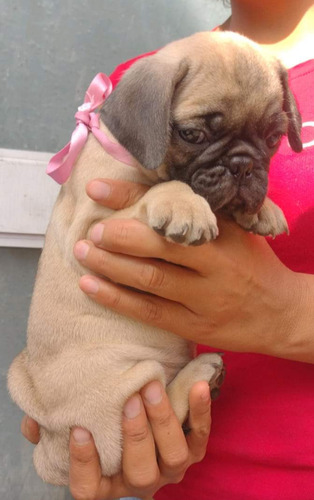 Cachorritos Pug