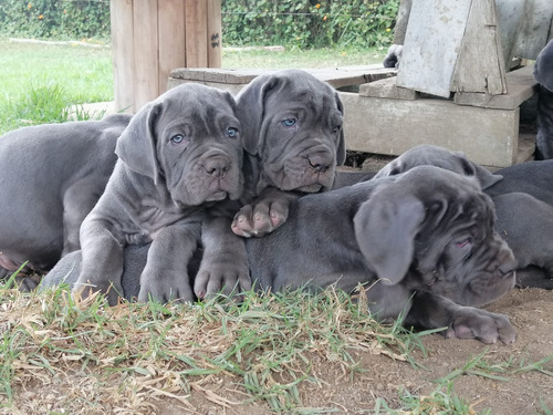 Cachorro Mastín Napolitano Pura Raza Animal Pets Colombia 