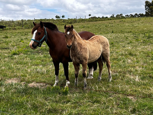 Venta Campo Empalme Olmos
