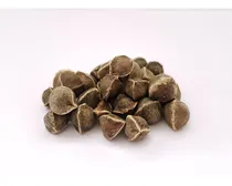 Comprar Semillas De Moringa Mas De 1000 Semillas