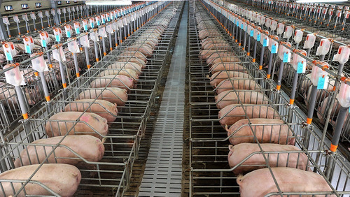 Núcleo Premix P/ Suinos 15 Kg Faz 3,75 Ton Ração P/ Porco