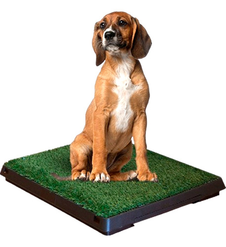 Bandeja Sanitaria Perro Pasto Alfombra Green Carpet Deluxe