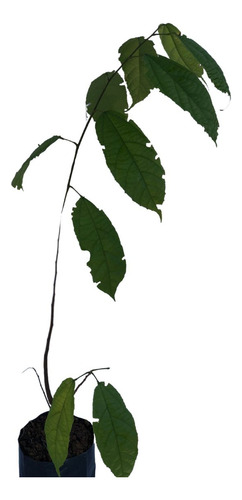 Èwé Àtòrí / Òrè Èwòò Glyphaea Brevis - Planta Africana