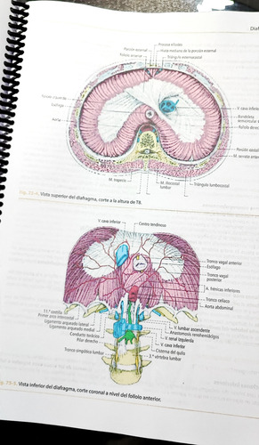 Anatomía Humana Latarjet 5 Edición Tomo 1 Y 2 Full Color A4