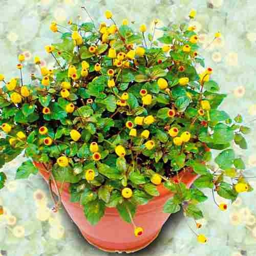 Imagem 3 de 10 de Jambu Spilanthes Oleracea Ervas Flor 30 Sementes Para Mudas
