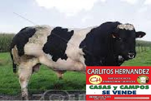 Imagen 4 de 9 de 1 Campos Necesitamos Para Arrendar Y Venta - Ganadero Agricola Tambo Forestal Mixto Tenemos Pedidos Concretos En Todo El Pais Se Ofrece Garantia Y Renta Pagada Por Adelantado Rapida Revisasion Reserva