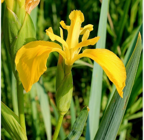 Lirio Planta Bulbo De Flor