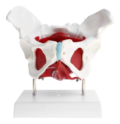 Modelo Anatómico Pelvis Fem Con Vejiga/útero/recto Extraíble