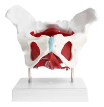 Comprar Modelo Anatómico Pelvis Fem Con Vejiga\u002Fútero\u002Frecto Extraíble
