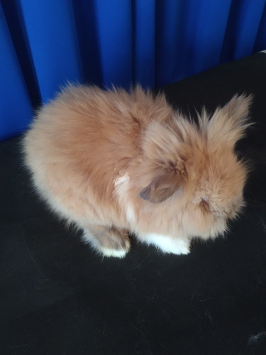 Conejo Cabeza De León Café Mascota