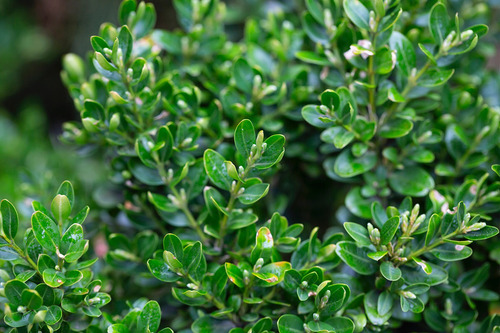 Buxus , 20 Unidades Para Cerco