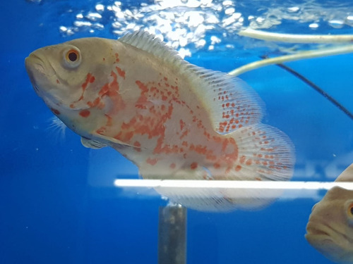 Pez Astronotus Naranja 10cm Aproximado, Importado, Ciclido