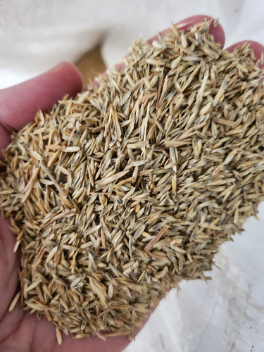 Semillas De Raigras Tetraploide 10 Kg Para Pastura O Césped