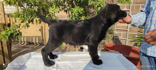 Labrador Retriever Macho Color Negro