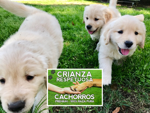 Hermosisimas Golden 100% Puras Crianza Respetuosa Cachorros.