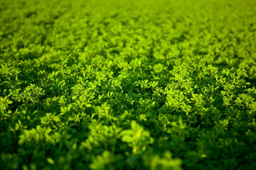 Semilla De Alfalfa Española Cert. Aragón/valenciana (40 Kg)