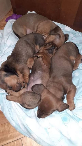 Cachorros Salchichas Dachshound