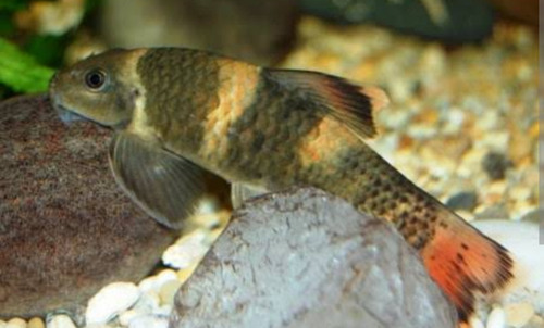Peixe Garra Panda 3 A 5 Cm Comedor De Alga
