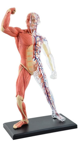 Imagen 1 de 5 de 4d Cuerpo Humano Modelo Anatomico Musculo Esqueleto 26058