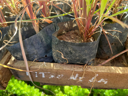 5 Muda De Citronela Repelente Natural Planta Sem Juros