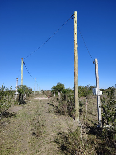 Imagen 6 de 7 de Dueño Vende - Campo 16 Has En Tala - Aguada - Montes - Luz