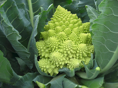 Semillas Hortaliza Coliflor Romanesco 