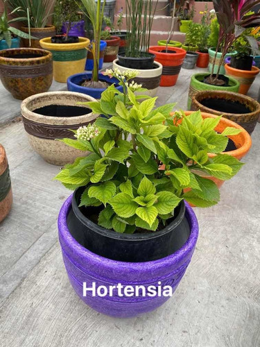 Imagen 1 de 12 de Maceteros Y Plantas Más De 30 Diferentes
