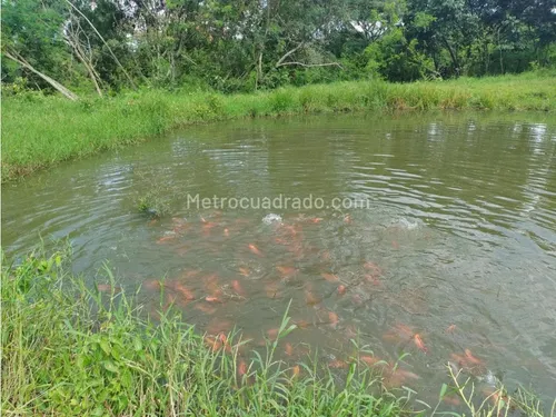 Finca En Venta En Viota Vía A La Mesa 13 Hectareas