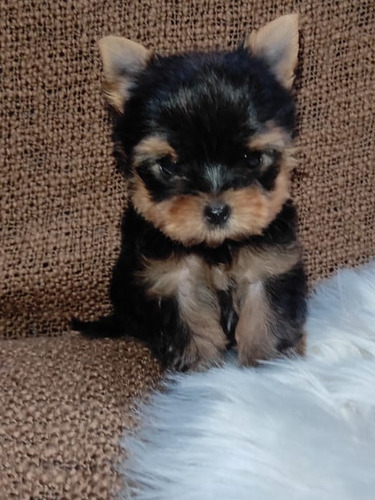 Hembra De Yorkshire Terrier Mini 