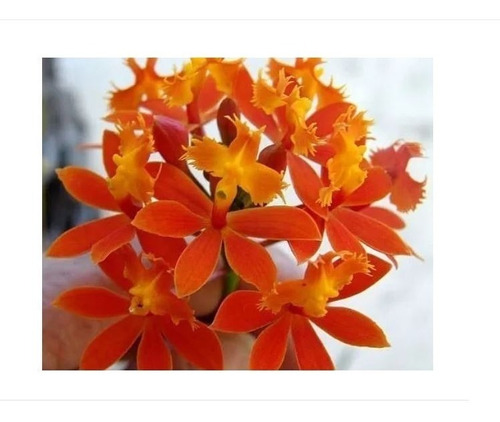 Orquídea Epidendrum Fulgens, Orquídea Da Praia - Adulta | MercadoLivre