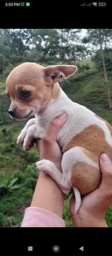 Chihuahua Cabeza De Manzana 