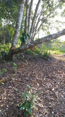 Imagem 2 de 5 de Terreno Com Escritura Medindo 181m² De Área Em Itanhaém Sp