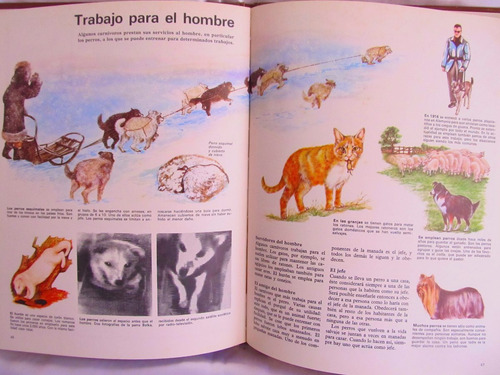 La Vida De Los Carnivoros Dr. Burton